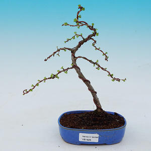 Venkovní bonsai -Modřín opadavý