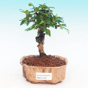 Pokojová bonsai - malolistý fíkus PB213162