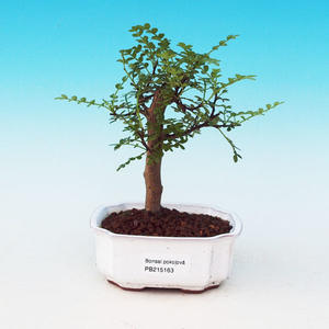 Pokojová bonsai - malolistý fíkus PB213163