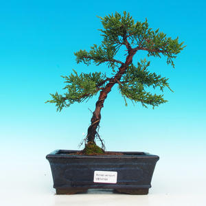 Venkovní bonsai - Jalovec čínský VB14164
