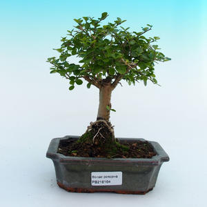 Pokojová bonsai - malolistý jilm PB213164