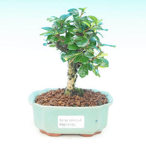Pokojová bonsai - malolistý jilm PB213165
