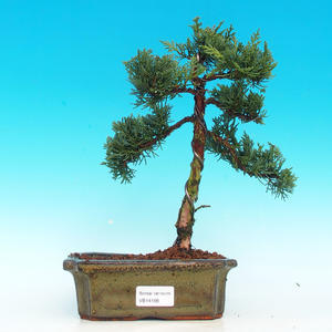 Venkovní bonsai - Jalovec čínský VB14166