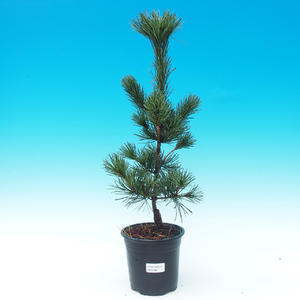 Venkovní bonsai - Pinus Parviflora Negishi - Borovice
