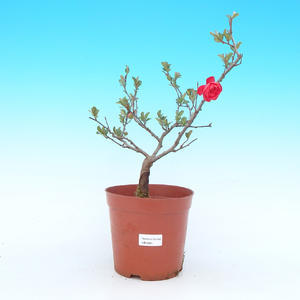 Venkovní bonsai - Chaenomeles Japonica - Kdoulovec japonský