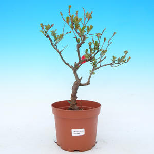 Venkovní bonsai - Chaenomeles Japonica - Kdoulovec japonský