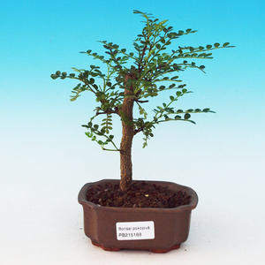 Pokojová bonsai - Portulakárie africká PB213168