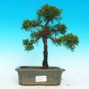 Venkovní bonsai - Jalovec čínský VB14169
