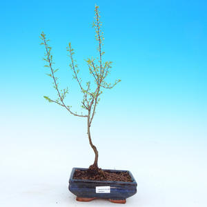 Venkovní bonsai - Japonská sakura