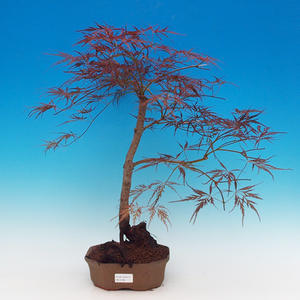 Pokojová bonsai - Portulakárie africká PB213169