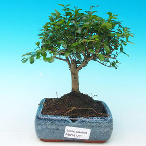 Pokojová bonsai - Portulakárie africká PB213170