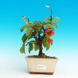 Venkovní bonsai -Maloplodá jabloň VB14171
