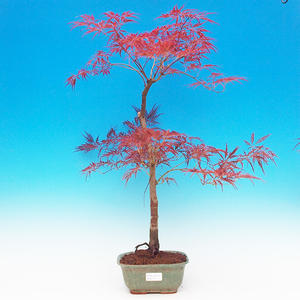 Pokojová bonsai - malolistý fíkus PB213171