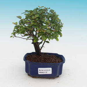 Pokojová bonsai - Sagaretia thea -  Sagerécie čajová