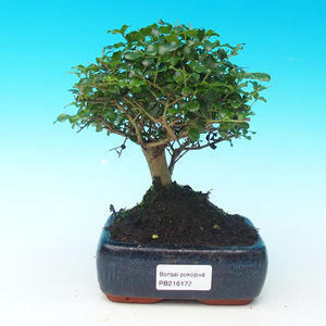 Pokojová bonsai - malolistý fíkus PB213172
