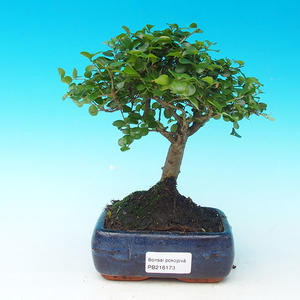 Pokojová bonsai - malolistý fíkus PB213173