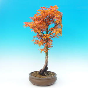 Venkovní bonsai -Javor malolistý SHISHIGASHIRA