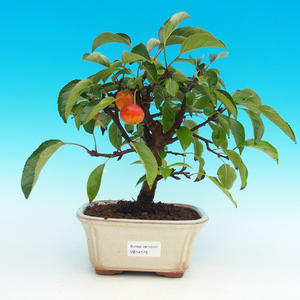 Venkovní bonsai -Maloplodá jabloň VB14176
