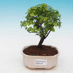 Pokojová bonsai - Sagaretia thea -  Sagerécie čajová