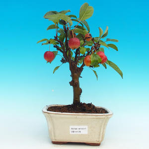 Venkovní bonsai -Maloplodá jabloň VB14178