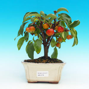 Venkovní bonsai -Maloplodá jabloň VB14179
