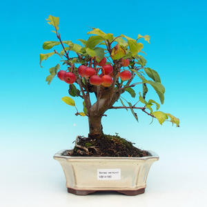 Venkovní bonsai -Maloplodá jabloň VB14180