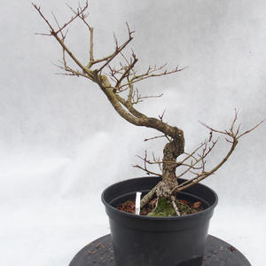 Venkovní bonsai -jilm malo - listý - Ulmus parviflora