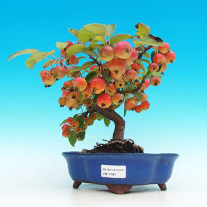 Venkovní bonsai -Maloplodá jabloň VB14181