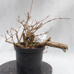 Venkovní bonsai- zlatý déšť - Forsytia