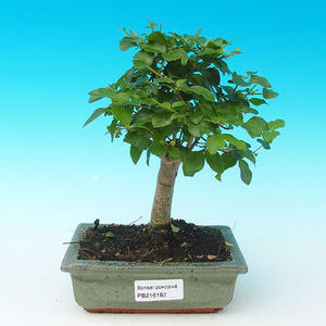Pokojová bonsai - malolistý fíkus PB213182