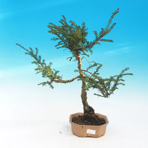 Venkovní bonsa - Malolistý tis - Taxus bacata Adpresa