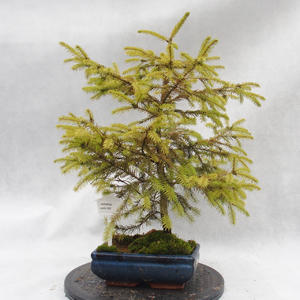 Venkovní bonsai-Smrk pichlavý - Picea orientalis