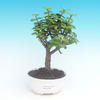 Venkovní bonsai - Javor dlanitolistý VB14184