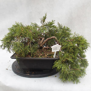 Venkovní bonsai-Jalovec čínský - Juniperus chinensis