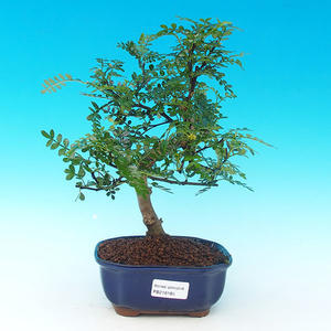 Pokojová bonsai - malolistý fíkus PB213185