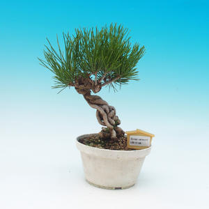 Venkovní bonsai - Borovice černá - Pinus THUNBERGII