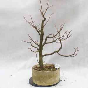 Venkovní bonsai-Lípa srdčitá - Tilia cordata