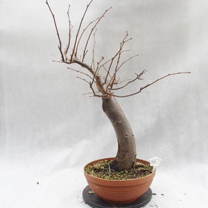 Venkovní bonsai-Lípa srdčitá - Tilia cordata