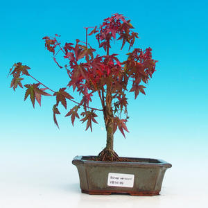 Venkovní bonsai - Javor dlanitolistý VB14189