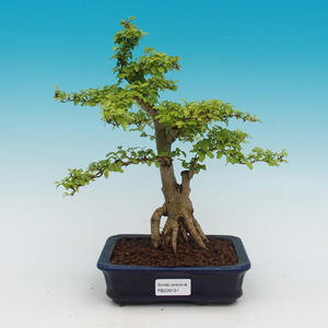 Pokojová bonsai - Solanum rantonnetii - Hořcový stromek