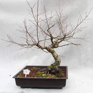 Venkovní bonsai-Bříza bělokorá - betula pendula