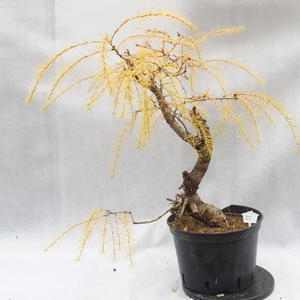 Venkovní bonsai-Modřín opadavý - Larix decidua