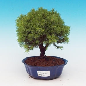 Pokojová bonsai Čaj - fuki -  Carmona macrophylla - PB213193