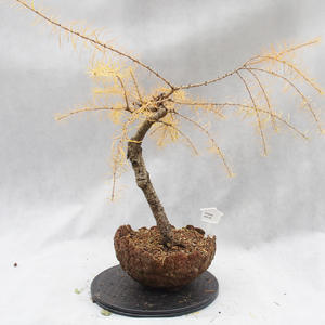 Venkovní bonsai-Modřín opadavý - Larix decidua
