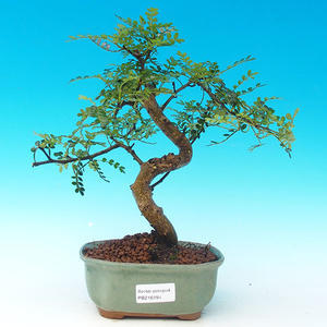 Pokojová bonsai Čaj - fuki -  Carmona macrophylla - PB213194