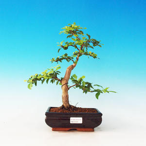 Pokojová bonsai Čaj - fuki -  Carmona macrophylla - PB213195
