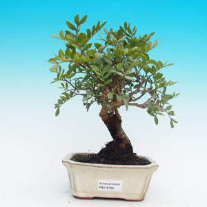 Venkovní bonsai - Javor dlanitolistý VB14196