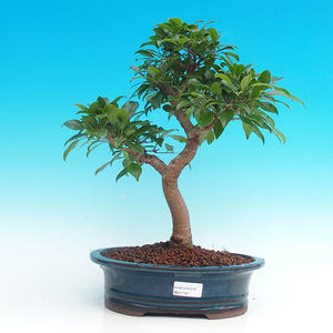 Venkovní bonsai - Javor dlanitolistý VB14197