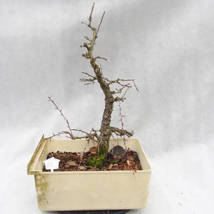 Venkovní bonsai-Hloh - Crataegus monogia