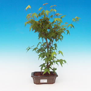 Pokojová bonsai Čaj - fuki -  Carmona macrophylla - PB213197